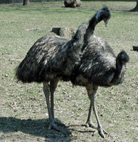 emus